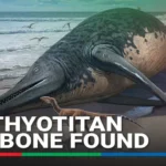 Ichthyotitan severnensis Discovery: The Largest Marine Reptile Ever Found